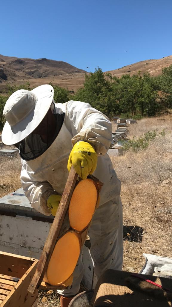 Balın Gerçek Bal Olduğunu Nasıl Anlayabiliriz?
